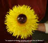 sunflower_h_h_alexandra_h_support_ai_weiwei_regular_res.jpg (72973 bytes)